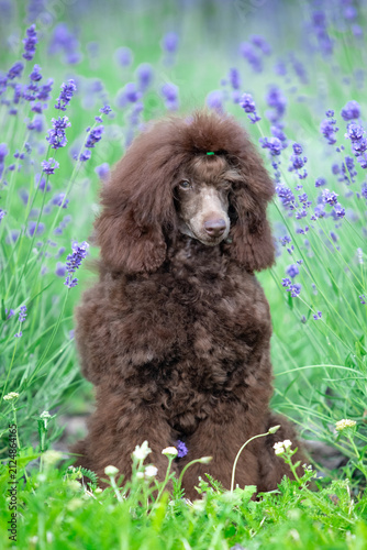 Chocolate Toy Poodle Sitting on Rock in Green Park