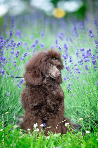 Chocolate Toy Poodle Sitting on Rock in Green Park