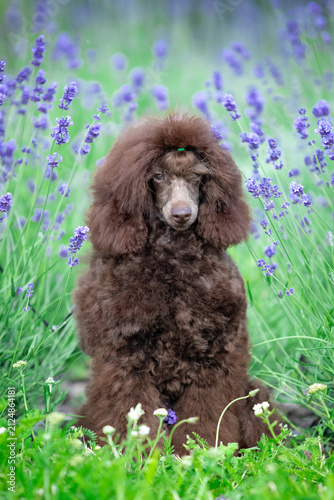 Chocolate Toy Poodle Sitting on Rock in Green Park
