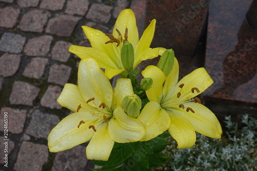 Foto Lemon yellow flowers of lilies with rain drops in June