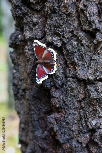 Mourning Cloak butterfly (Nymphalis antiopa) resting on rough tree bark in a forest. Close-up wildlife photograph showing colorful wings, natural texture and woodland habitat.