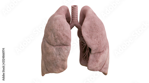 Foto Human lungs with trachea and bronchi, isolated on transparent background