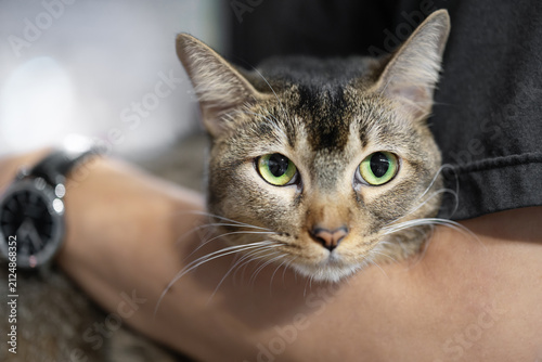 A tabby cat with green eyes being held by a person, displaying a calm expression
