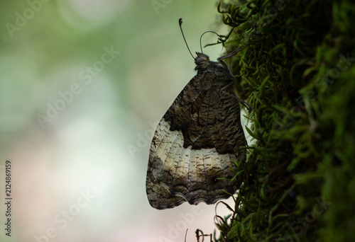 ​Woodland Grayling Butterfly (Hipparchia fagi) Perched on Mossy Tree Bark in Summer Forest.
