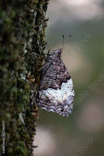 ​Vertical View of Tree Grayling Butterfly (Hipparchia statilinus) on Mossy Bark in Summer Forest.