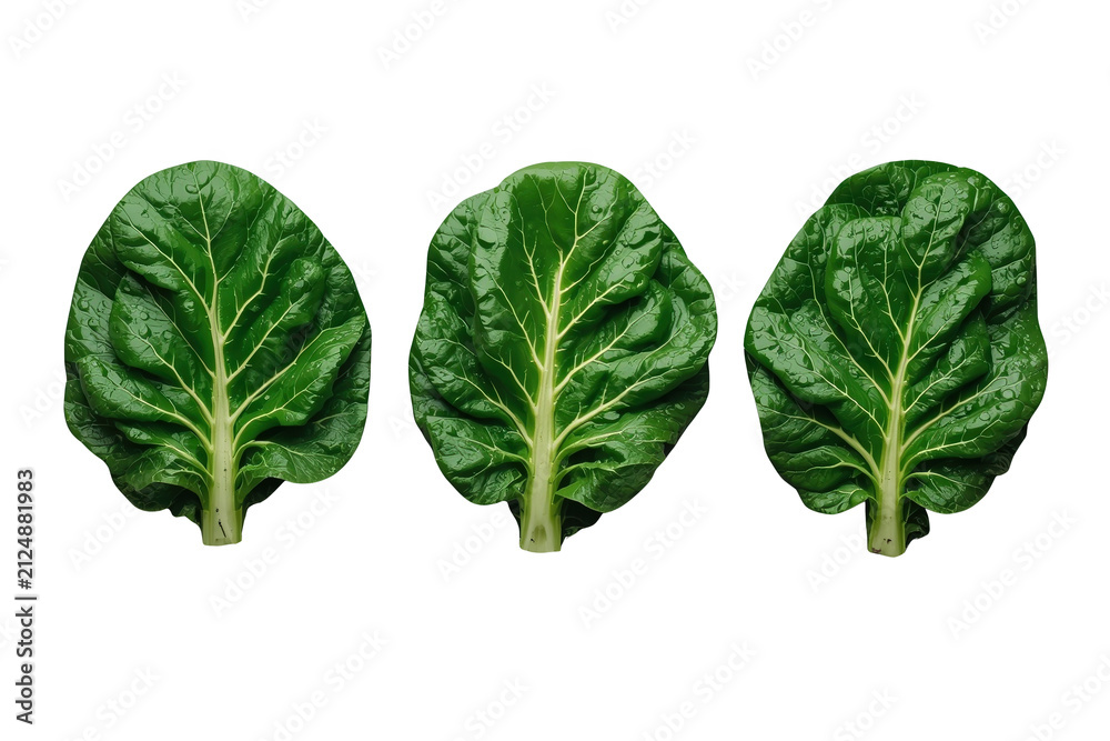 Obraz premium Three compact leafy green vegetable leaves with short stems