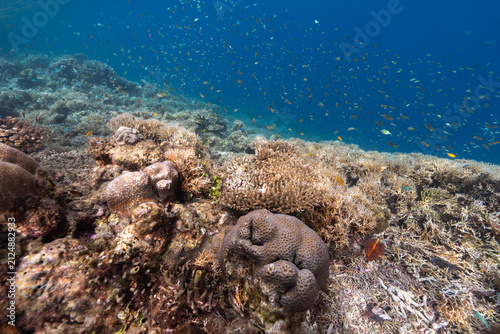Konstfotografi coral reef in the sea raja ampat