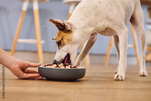 Feeding hungry dog with a bowl of dry food