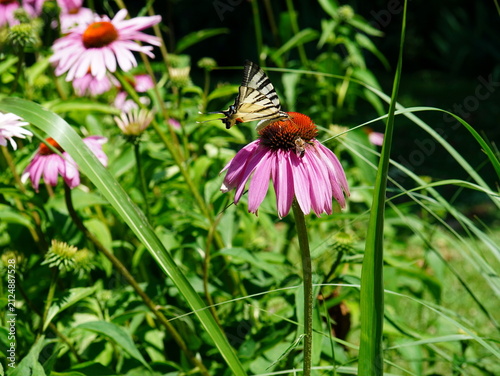 A black and white Swallowtail (Iphiclides podalirius) butterfly and a bee feeding on a coneflower flower in a park in Bucharest