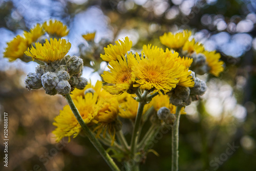 Canvastavla Endemic tree sow-thistle in bloom