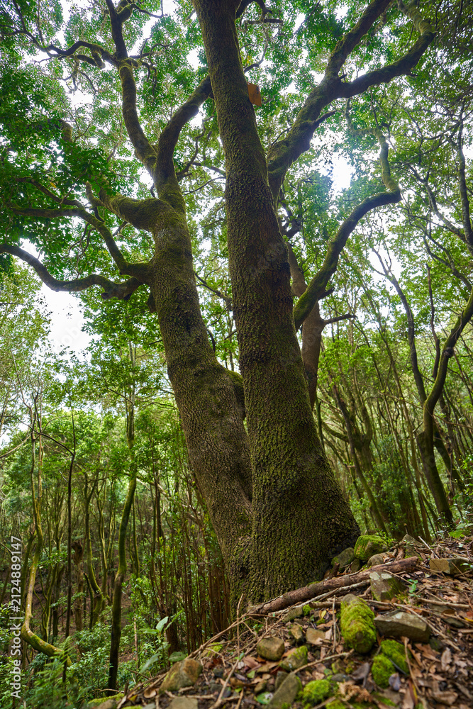 Fototapeta premium Sunlight through the laurel forest