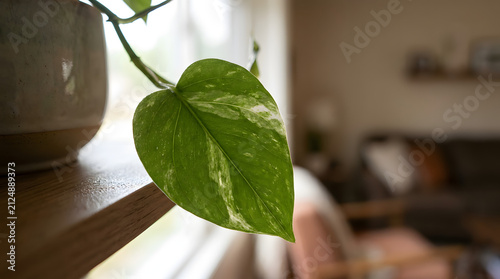 Houseplant leaf displays vibrant green and white variegation while resting on a wooden shelf near a bright window.