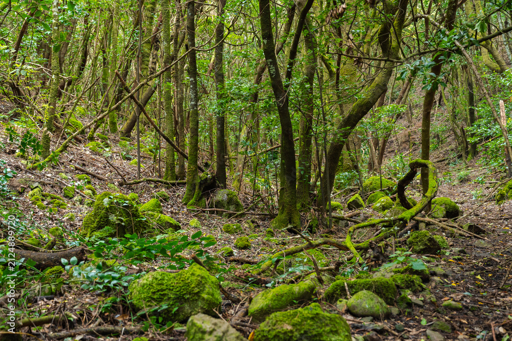 Fototapeta premium Rocky trail through laurel forest
