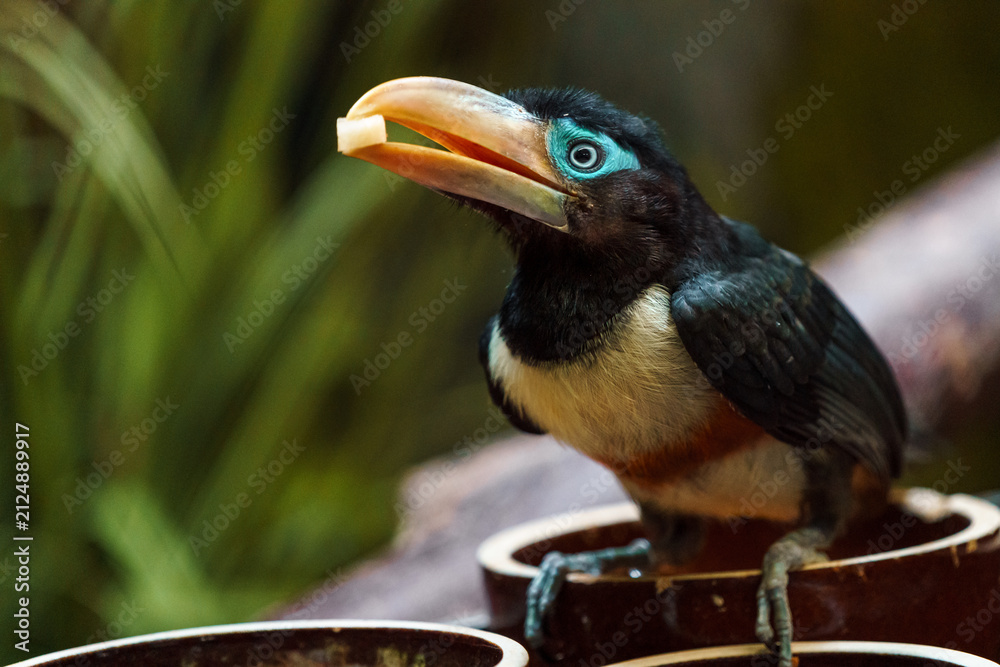 Fototapeta premium Chestnut-eared aracari