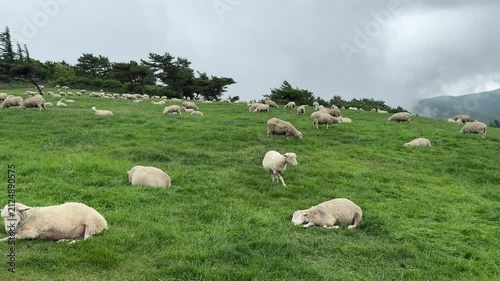 Herd of sheeps grazing on the green hills in Daegwallyeong sheep farm in Pyeongchang-gun, Gangwon-do, South Korea. Cute and fluffy sheeps. Peaceful countryside life.