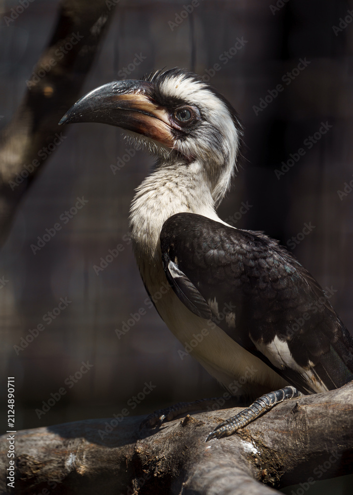 Obraz premium Von der Decken's hornbill