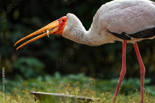Yellow-billed stork