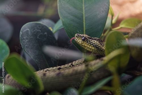 Obraz na płótnie Great lakes bush viper