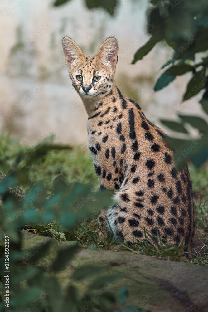 Naklejka premium Serval