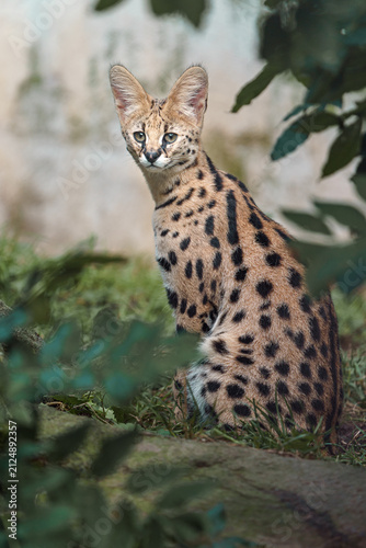 Photography Serval
