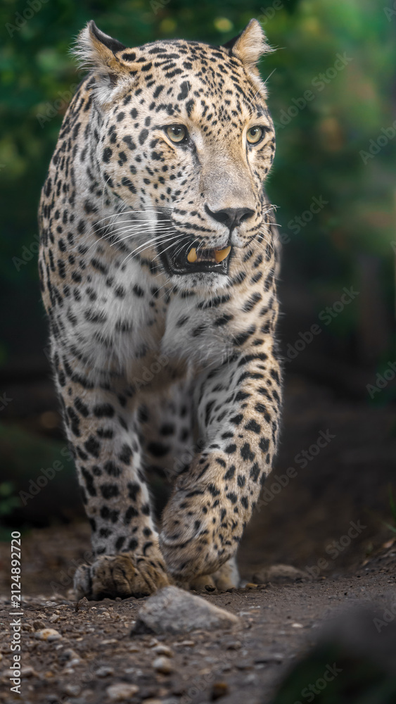 Naklejka premium Persian leopard