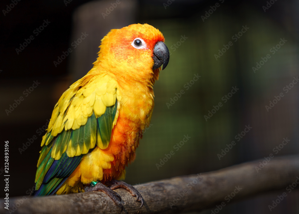 Obraz premium Sun parakeet