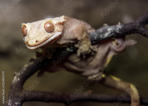 Naklejka Crested gecko