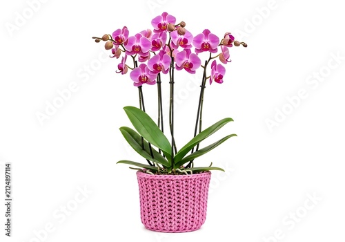 Beautiful pink orchid flower plant growing in a decorative woven pot