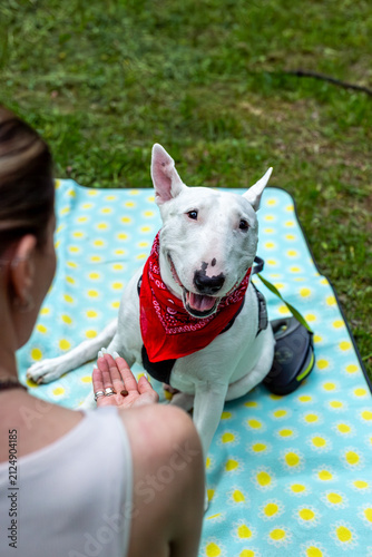 Happy picnic with bull terrier in park - playful young woman enjoying summer outdoor lifestyle with her dog
