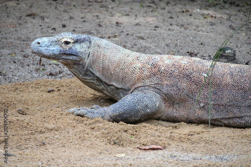 Canvas Print komodo dragon in a zoo in singapore