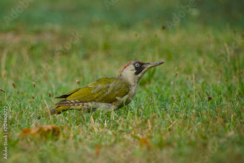 Canvas Print European green woodpecker foraging on a grassy meadow, captured in profile