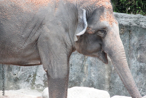 Photography asian elephant in a zoo in singapore