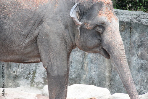 Canvas Print asian elephant in a zoo in singapore