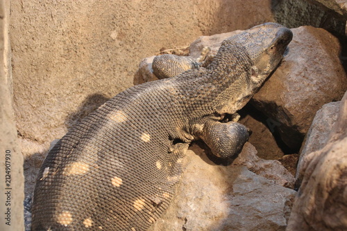 Bild auf Leinwand goanna or monitor lizard in a zoo in singapore