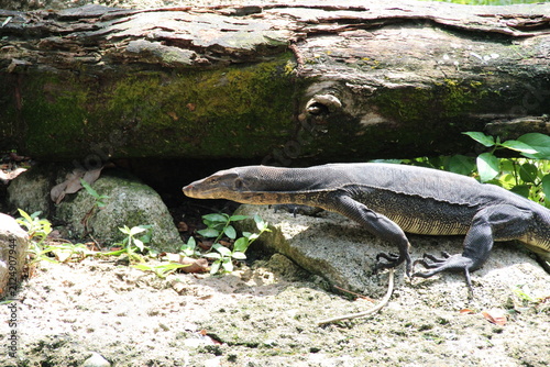 goanna or monitor lizard in a zoo in singapore 