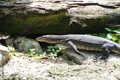 goanna or monitor lizard in a zoo in singapore 