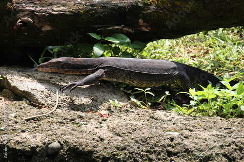Фотография goanna or monitor lizard in a zoo in singapore