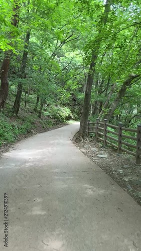 path in the forest