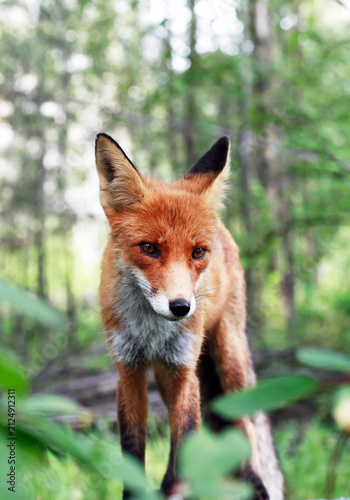 Fox In The Forest