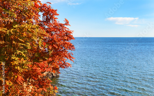 Baikal Lake in autumn. View of red rowan bush on steep shore of lake on sunny windy day. Bright natural background with empty space for text against blue water. Autumn landscape. Nature backdrop
