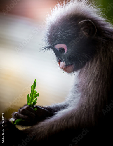 Canvas Print Dusky leaf monkey holding green foliage eating