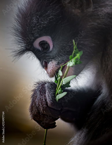Canvas Print Dusky leaf monkey eating fresh green leaves