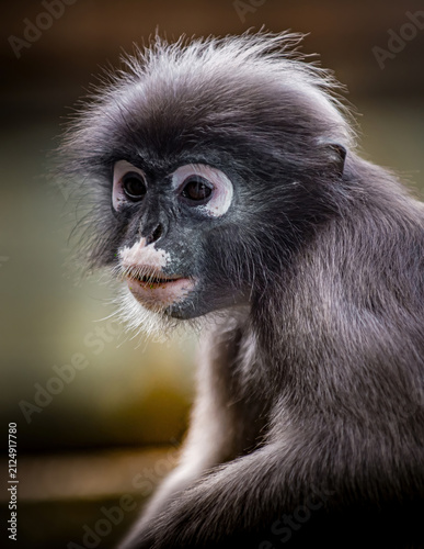Photography Dusky leaf monkey watching with curiosity in profile