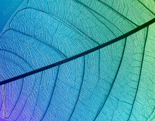 Close-up of a translucent leaf skeleton with intricate veining, color gradient