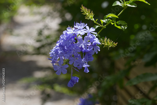 Konstfotografi Plumbago flowers blooming in a garden on a sunny summer day