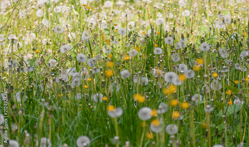A green meadow with dandelions, a frame filled with nature
