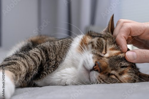 A relaxed house cat lies down and is petted
