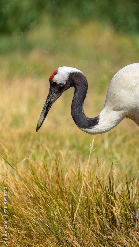 Obraz premium Red crowned crane hunting for food amidst blurry reeds