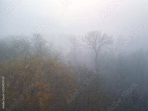 Atmospheric drone photograph capturing bare tree silhouettes in a dense mist and thick fog, creating a moody, mysterious woodland landscape.