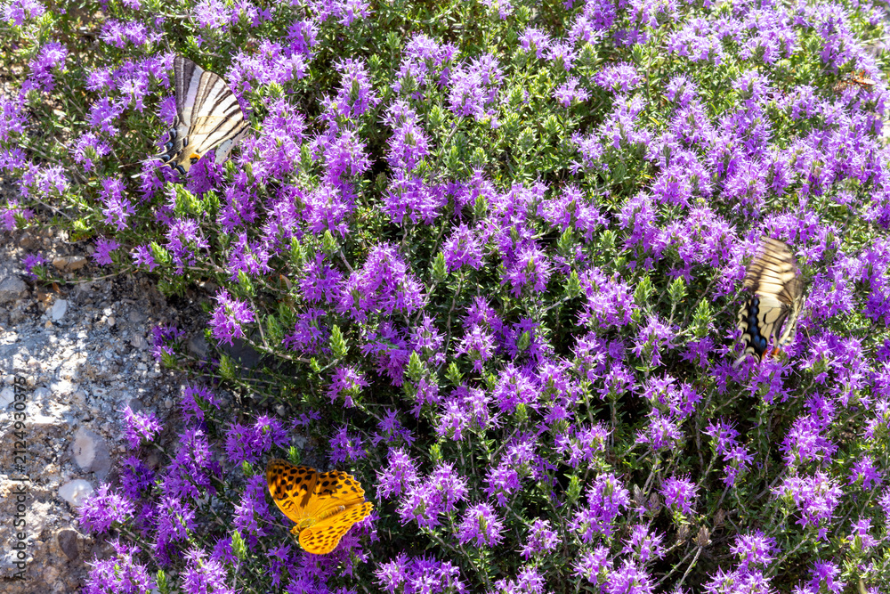 Fototapeta premium Butterflies collecting nectar on purple flowers in Corfu